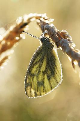 Gemaakt met tegenlicht.  het seizoen zit er weer op voor mij.  tot waarschijnlijk volgend jaar weer.  We zullen zien.  Deze foto is nog wel enigzins de moeite waard.
Gefotografeerd vanaf statief.