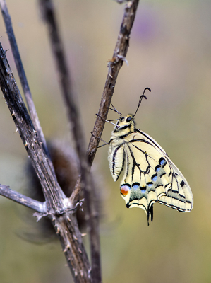 <i class='fa fa-user'></i>&nbsp;Mignon-Creative&nbsp;|  Koninginnenpage&nbsp; <i class='fa fa-eye'>&nbsp;106</i> &nbsp;<i class='fa fa-thumbs-up'>&nbsp;6</i> &nbsp; <i class='fa fa-comment-o'>&nbsp;3</i>