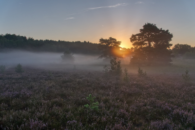<i class='fa fa-user'></i>&nbsp;Jurgen Maassen&nbsp;|  Ochtendsfeer&nbsp; <i class='fa fa-eye'>&nbsp;87</i> &nbsp;<i class='fa fa-thumbs-up'>&nbsp;3</i> &nbsp; <i class='fa fa-comment-o'>&nbsp;8</i>