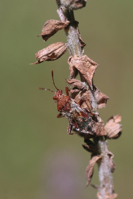 <i class='fa fa-user'></i>&nbsp;rixte&nbsp;|  Geblokte Glasvleugelwants&nbsp; <i class='fa fa-eye'>&nbsp;62</i> &nbsp;<i class='fa fa-thumbs-up'>&nbsp;1</i> &nbsp; <i class='fa fa-comment-o'>&nbsp;0</i>