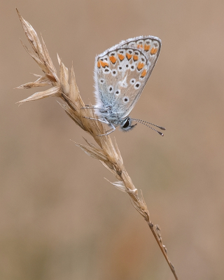 <i class='fa fa-user'></i>&nbsp;Johan van Gurp&nbsp;|  Bruin Blauwtje&nbsp; <i class='fa fa-eye'>&nbsp;54</i> &nbsp;<i class='fa fa-thumbs-up'>&nbsp;5</i> &nbsp; <i class='fa fa-comment-o'>&nbsp;2</i>