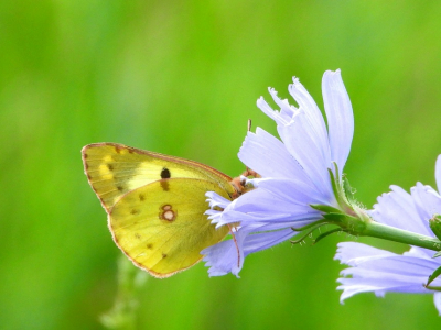 <i class='fa fa-user'></i>&nbsp;Jelle Bakker&nbsp;|  Gele Luzernevlinder&nbsp; <i class='fa fa-eye'>&nbsp;60</i> &nbsp;<i class='fa fa-thumbs-up'>&nbsp;2</i> &nbsp; <i class='fa fa-comment-o'>&nbsp;1</i>