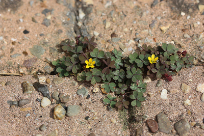 <i class='fa fa-user'></i>&nbsp;Paul Vandebroek&nbsp;|  Gehoornde Klaverzuring&nbsp; <i class='fa fa-eye'>&nbsp;75</i> &nbsp;<i class='fa fa-thumbs-up'>&nbsp;3</i> &nbsp; <i class='fa fa-comment-o'>&nbsp;3</i>