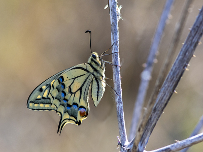 <i class='fa fa-user'></i>&nbsp;Mignon-Creative&nbsp;|  Koninginnenpage&nbsp; <i class='fa fa-eye'>&nbsp;77</i> &nbsp;<i class='fa fa-thumbs-up'>&nbsp;7</i> &nbsp; <i class='fa fa-comment-o'>&nbsp;3</i>