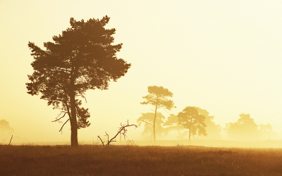 <i class='fa fa-user'></i>&nbsp;Pieter  LJ&nbsp;|  Wegtrekkende mist&nbsp; <i class='fa fa-eye'>&nbsp;65</i> &nbsp;<i class='fa fa-thumbs-up'>&nbsp;1</i> &nbsp; <i class='fa fa-comment-o'>&nbsp;4</i>