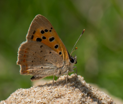 <i class='fa fa-user'></i>&nbsp;pietwil&nbsp;|  Kleine Vuurvlinder&nbsp; <i class='fa fa-eye'>&nbsp;50</i> &nbsp; <i class='fa fa-comment-o'>&nbsp;0</i>