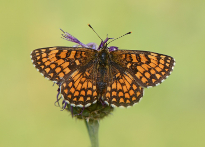 <i class='fa fa-user'></i>&nbsp;koekieman&nbsp;|  Knoopkruidparelmoervlinder&nbsp; <i class='fa fa-eye'>&nbsp;77</i> &nbsp;<i class='fa fa-thumbs-up'>&nbsp;2</i> &nbsp; <i class='fa fa-comment-o'>&nbsp;3</i>