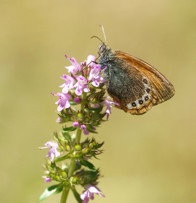 <i class='fa fa-user'></i>&nbsp;Jurgen Maassen&nbsp;|  Alpenhooibeestje&nbsp; <i class='fa fa-eye'>&nbsp;79</i> &nbsp;<i class='fa fa-thumbs-up'>&nbsp;3</i> &nbsp; <i class='fa fa-comment-o'>&nbsp;3</i>