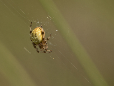 <i class='fa fa-user'></i>&nbsp;Truus Aletta Maan&nbsp;|  Viervlekwielwebspin&nbsp; <i class='fa fa-eye'>&nbsp;52</i> &nbsp; <i class='fa fa-comment-o'>&nbsp;2</i>