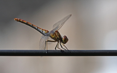 <i class='fa fa-user'></i>&nbsp;Cor&nbsp;|  Steenrode Heidelibel&nbsp; <i class='fa fa-eye'>&nbsp;61</i> &nbsp;<i class='fa fa-thumbs-up'>&nbsp;5</i> &nbsp; <i class='fa fa-comment-o'>&nbsp;7</i>