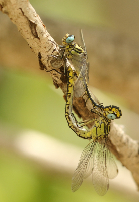 <i class='fa fa-user'></i>&nbsp;honderwa&nbsp;|  Gele Rombout&nbsp; <i class='fa fa-eye'>&nbsp;66</i> &nbsp; <i class='fa fa-comment-o'>&nbsp;1</i>