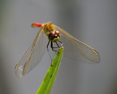 <i class='fa fa-user'></i>&nbsp;janvangastel&nbsp;|  Kempense Heidelibel&nbsp; <i class='fa fa-eye'>&nbsp;65</i> &nbsp;<i class='fa fa-thumbs-up'>&nbsp;1</i> &nbsp; <i class='fa fa-comment-o'>&nbsp;4</i>