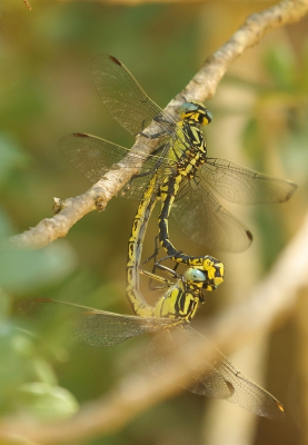 <i class='fa fa-user'></i>&nbsp;honderwa&nbsp;|  Gevorkte Rombout&nbsp; <i class='fa fa-eye'>&nbsp;58</i> &nbsp;<i class='fa fa-thumbs-up'>&nbsp;2</i> &nbsp; <i class='fa fa-comment-o'>&nbsp;1</i>