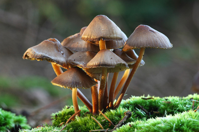 <i class='fa fa-user'></i> Veganpix | Mycena  <i class='fa fa-eye'> 266</i>  <i class='fa fa-thumbs-up'> 3</i>   <i class='fa fa-comment-o'> 22</i>