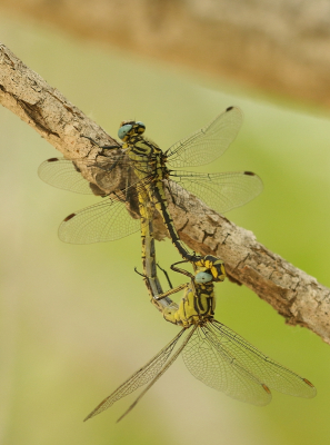 <i class='fa fa-user'></i>&nbsp;honderwa&nbsp;|  Gele Rombout&nbsp; <i class='fa fa-eye'>&nbsp;44</i> &nbsp; <i class='fa fa-comment-o'>&nbsp;0</i>