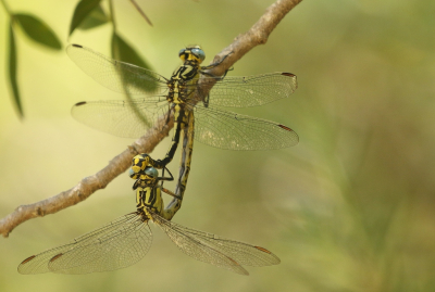 <i class='fa fa-user'></i>&nbsp;honderwa&nbsp;|  Gevorkte Rombout&nbsp; <i class='fa fa-eye'>&nbsp;57</i> &nbsp; <i class='fa fa-comment-o'>&nbsp;0</i>