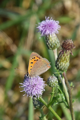 <i class='fa fa-user'></i>&nbsp;kooyammers&nbsp;|  Kleine Vuurvlinder&nbsp; <i class='fa fa-eye'>&nbsp;48</i> &nbsp; <i class='fa fa-comment-o'>&nbsp;1</i>