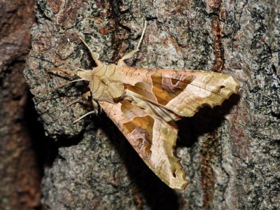 <i class='fa fa-user'></i>&nbsp;Jelle Bakker&nbsp;|  Agaatvlinder&nbsp; <i class='fa fa-eye'>&nbsp;55</i> &nbsp;<i class='fa fa-thumbs-up'>&nbsp;2</i> &nbsp; <i class='fa fa-comment-o'>&nbsp;2</i>