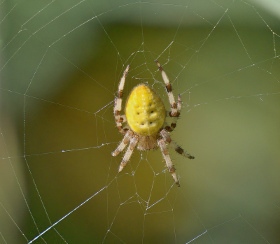 <i class='fa fa-user'></i>&nbsp;janvangastel&nbsp;|  Viervlekwielwebspin&nbsp; <i class='fa fa-eye'>&nbsp;63</i> &nbsp;<i class='fa fa-thumbs-up'>&nbsp;1</i> &nbsp; <i class='fa fa-comment-o'>&nbsp;2</i>