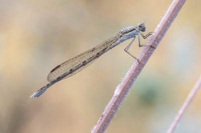 <i class='fa fa-user'></i>&nbsp;Johan van Gurp&nbsp;|  Bruine Winterjuffer&nbsp; <i class='fa fa-eye'>&nbsp;57</i> &nbsp;<i class='fa fa-thumbs-up'>&nbsp;2</i> &nbsp; <i class='fa fa-comment-o'>&nbsp;1</i>