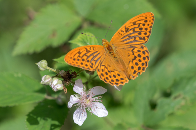 <i class='fa fa-user'></i>&nbsp;Willem Verhagen&nbsp;|  Keizersmantel&nbsp; <i class='fa fa-eye'>&nbsp;73</i> &nbsp;<i class='fa fa-thumbs-up'>&nbsp;2</i> &nbsp; <i class='fa fa-comment-o'>&nbsp;2</i>