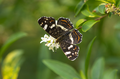 <i class='fa fa-user'></i>&nbsp;Willem Verhagen&nbsp;|  Landkaartje&nbsp; <i class='fa fa-eye'>&nbsp;60</i> &nbsp;<i class='fa fa-thumbs-up'>&nbsp;3</i> &nbsp; <i class='fa fa-comment-o'>&nbsp;4</i>