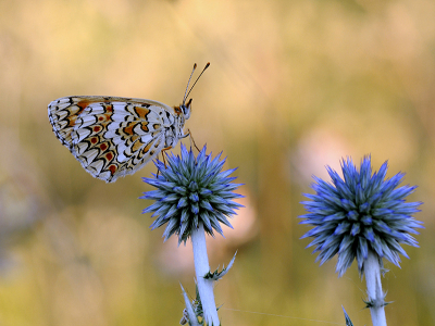 <i class='fa fa-user'></i>&nbsp;Mignon-Creative&nbsp;|  Knoopkruidparelmoervlinder&nbsp; <i class='fa fa-eye'>&nbsp;98</i> &nbsp;<i class='fa fa-thumbs-up'>&nbsp;7</i> &nbsp; <i class='fa fa-comment-o'>&nbsp;9</i>