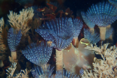 <i class='fa fa-user'></i>&nbsp;A. Soeting&nbsp;|  Paarse Kokerworm&nbsp; <i class='fa fa-eye'>&nbsp;106</i> &nbsp;<i class='fa fa-thumbs-up'>&nbsp;16</i> &nbsp; <i class='fa fa-comment-o'>&nbsp;10</i>