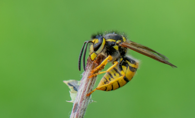 <i class='fa fa-user'></i>&nbsp;pietwil&nbsp;|  Gewone Wesp&nbsp; <i class='fa fa-eye'>&nbsp;88</i> &nbsp;<i class='fa fa-thumbs-up'>&nbsp;5</i> &nbsp; <i class='fa fa-comment-o'>&nbsp;8</i>