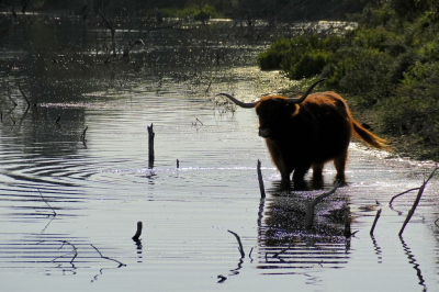 <i class='fa fa-user'></i>&nbsp;hesterb&nbsp;|  Schotse Hooglander&nbsp; <i class='fa fa-eye'>&nbsp;90</i> &nbsp; <i class='fa fa-comment-o'>&nbsp;7</i>