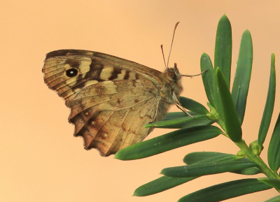 <i class='fa fa-user'></i>&nbsp;Tineke Strijbosch&nbsp;|  Bont Zandoogje&nbsp; <i class='fa fa-eye'>&nbsp;81</i> &nbsp;<i class='fa fa-thumbs-up'>&nbsp;6</i> &nbsp; <i class='fa fa-comment-o'>&nbsp;7</i>