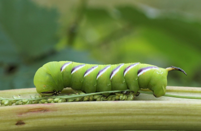 <i class='fa fa-user'></i>&nbsp;Jelle Bakker&nbsp;|  Ligusterpijlstaart&nbsp; <i class='fa fa-eye'>&nbsp;65</i> &nbsp;<i class='fa fa-thumbs-up'>&nbsp;1</i> &nbsp; <i class='fa fa-comment-o'>&nbsp;5</i>