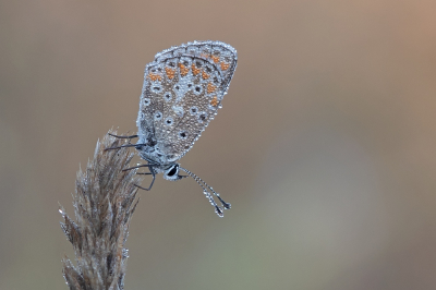 <i class='fa fa-user'></i>&nbsp;Johan van Gurp&nbsp;|  Bruin Blauwtje&nbsp; <i class='fa fa-eye'>&nbsp;80</i> &nbsp;<i class='fa fa-thumbs-up'>&nbsp;8</i> &nbsp; <i class='fa fa-comment-o'>&nbsp;5</i>