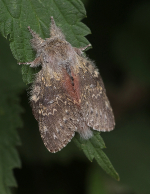 <i class='fa fa-user'></i>&nbsp;rixte&nbsp;|  Eekhoorn&nbsp; <i class='fa fa-eye'>&nbsp;76</i> &nbsp;<i class='fa fa-thumbs-up'>&nbsp;2</i> &nbsp; <i class='fa fa-comment-o'>&nbsp;9</i>