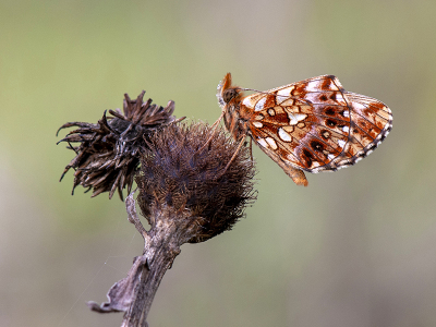 <i class='fa fa-user'></i>&nbsp;Mignon-Creative&nbsp;|  Paarse Parelmoervlinder&nbsp; <i class='fa fa-eye'>&nbsp;103</i> &nbsp;<i class='fa fa-thumbs-up'>&nbsp;13</i> &nbsp; <i class='fa fa-comment-o'>&nbsp;5</i>