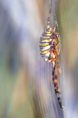 <i class='fa fa-user'></i>&nbsp;Bertus&nbsp;|  Wespspin&nbsp; <i class='fa fa-eye'>&nbsp;80</i> &nbsp;<i class='fa fa-thumbs-up'>&nbsp;4</i> &nbsp; <i class='fa fa-comment-o'>&nbsp;7</i>