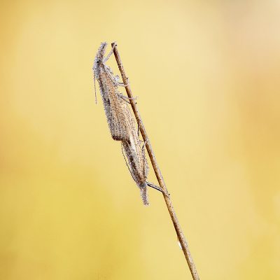 <i class='fa fa-user'></i>&nbsp;Pieter  LJ&nbsp;|  Moerasgrasmot&nbsp; <i class='fa fa-eye'>&nbsp;86</i> &nbsp;<i class='fa fa-thumbs-up'>&nbsp;10</i> &nbsp; <i class='fa fa-comment-o'>&nbsp;5</i>