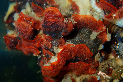 <i class='fa fa-user'></i>&nbsp;A. Soeting&nbsp;|  Bloedrood Plooimosdiertje&nbsp; <i class='fa fa-eye'>&nbsp;72</i> &nbsp;<i class='fa fa-thumbs-up'>&nbsp;2</i> &nbsp; <i class='fa fa-comment-o'>&nbsp;5</i>