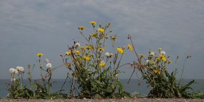 <i class='fa fa-user'></i>&nbsp;ko katsman&nbsp;|  Zeemelkdistel&nbsp; <i class='fa fa-eye'>&nbsp;71</i> &nbsp;<i class='fa fa-thumbs-up'>&nbsp;2</i> &nbsp; <i class='fa fa-comment-o'>&nbsp;2</i>