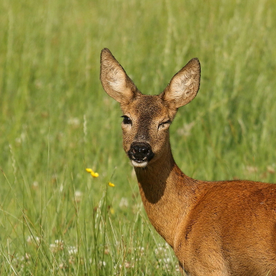 <i class='fa fa-user'></i>&nbsp;rixte&nbsp;|  Ree&nbsp; <i class='fa fa-eye'>&nbsp;101</i> &nbsp;<i class='fa fa-thumbs-up'>&nbsp;3</i> &nbsp; <i class='fa fa-comment-o'>&nbsp;3</i>