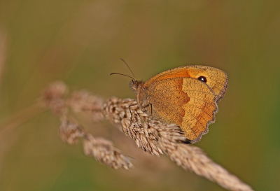 <i class='fa fa-user'></i>&nbsp;Cor&nbsp;|  Bruin Zandoogje&nbsp; <i class='fa fa-eye'>&nbsp;67</i> &nbsp;<i class='fa fa-thumbs-up'>&nbsp;12</i> &nbsp; <i class='fa fa-comment-o'>&nbsp;8</i>