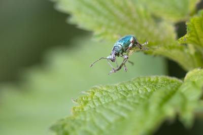 <i class='fa fa-user'></i>&nbsp;Willem Verhagen&nbsp;|  Zijdeglansbladsnuitkever&nbsp; <i class='fa fa-eye'>&nbsp;73</i> &nbsp; <i class='fa fa-comment-o'>&nbsp;5</i>