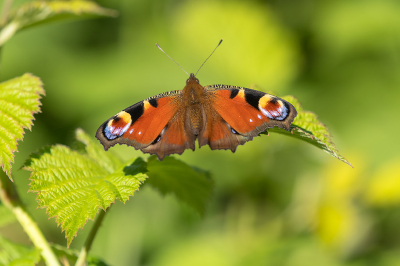 <i class='fa fa-user'></i>&nbsp;Willem Verhagen&nbsp;|  Dagpauwoog&nbsp; <i class='fa fa-eye'>&nbsp;56</i> &nbsp;<i class='fa fa-thumbs-up'>&nbsp;2</i> &nbsp; <i class='fa fa-comment-o'>&nbsp;4</i>