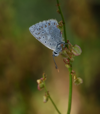 <i class='fa fa-user'></i>&nbsp;Jurgen Maassen&nbsp;|  Bleek Blauwtje&nbsp; <i class='fa fa-eye'>&nbsp;67</i> &nbsp;<i class='fa fa-thumbs-up'>&nbsp;3</i> &nbsp; <i class='fa fa-comment-o'>&nbsp;4</i>