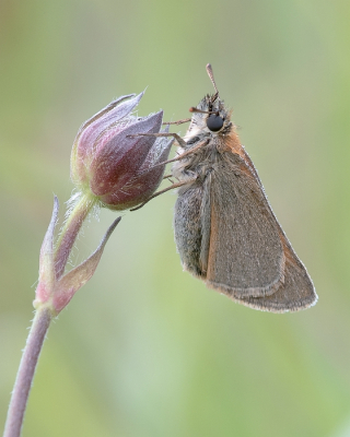 <i class='fa fa-user'></i>&nbsp;Johan van Gurp&nbsp;|  Geelsprietdikkopje&nbsp; <i class='fa fa-eye'>&nbsp;65</i> &nbsp;<i class='fa fa-thumbs-up'>&nbsp;5</i> &nbsp; <i class='fa fa-comment-o'>&nbsp;3</i>