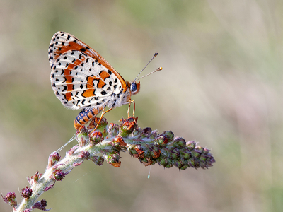 <i class='fa fa-user'></i>&nbsp;Mignon-Creative&nbsp;|  Tweekleurige Parelmoervlinder&nbsp; <i class='fa fa-eye'>&nbsp;104</i> &nbsp;<i class='fa fa-thumbs-up'>&nbsp;11</i> &nbsp; <i class='fa fa-comment-o'>&nbsp;10</i>