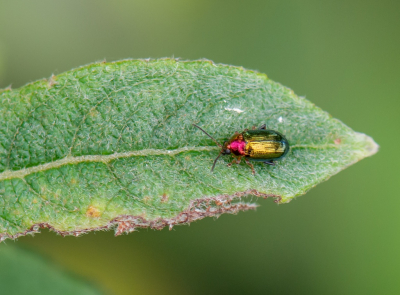 <i class='fa fa-user'></i>&nbsp;pietwil&nbsp;|  Gouden Wilgenaardvlo&nbsp; <i class='fa fa-eye'>&nbsp;73</i> &nbsp; <i class='fa fa-comment-o'>&nbsp;2</i>