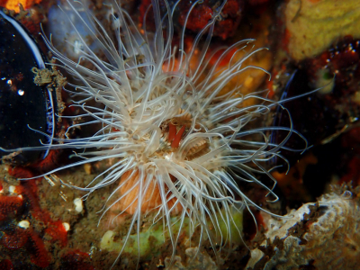 <i class='fa fa-user'></i>&nbsp;A. Soeting&nbsp;|  Weduweroos&nbsp; <i class='fa fa-eye'>&nbsp;60</i> &nbsp;<i class='fa fa-thumbs-up'>&nbsp;4</i> &nbsp; <i class='fa fa-comment-o'>&nbsp;2</i>