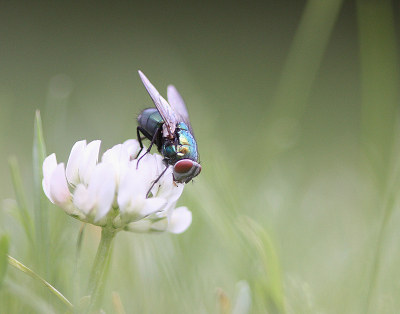 <i class='fa fa-user'></i>&nbsp;Paul Vandebroek&nbsp;|  Groene Vleesvlieg sp.&nbsp; <i class='fa fa-eye'>&nbsp;66</i> &nbsp;<i class='fa fa-thumbs-up'>&nbsp;4</i> &nbsp; <i class='fa fa-comment-o'>&nbsp;6</i>