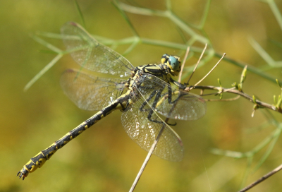 <i class='fa fa-user'></i>&nbsp;honderwa&nbsp;|  Gevorkte Rombout&nbsp; <i class='fa fa-eye'>&nbsp;54</i> &nbsp;<i class='fa fa-thumbs-up'>&nbsp;2</i> &nbsp; <i class='fa fa-comment-o'>&nbsp;0</i>